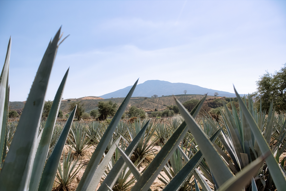 Agaves